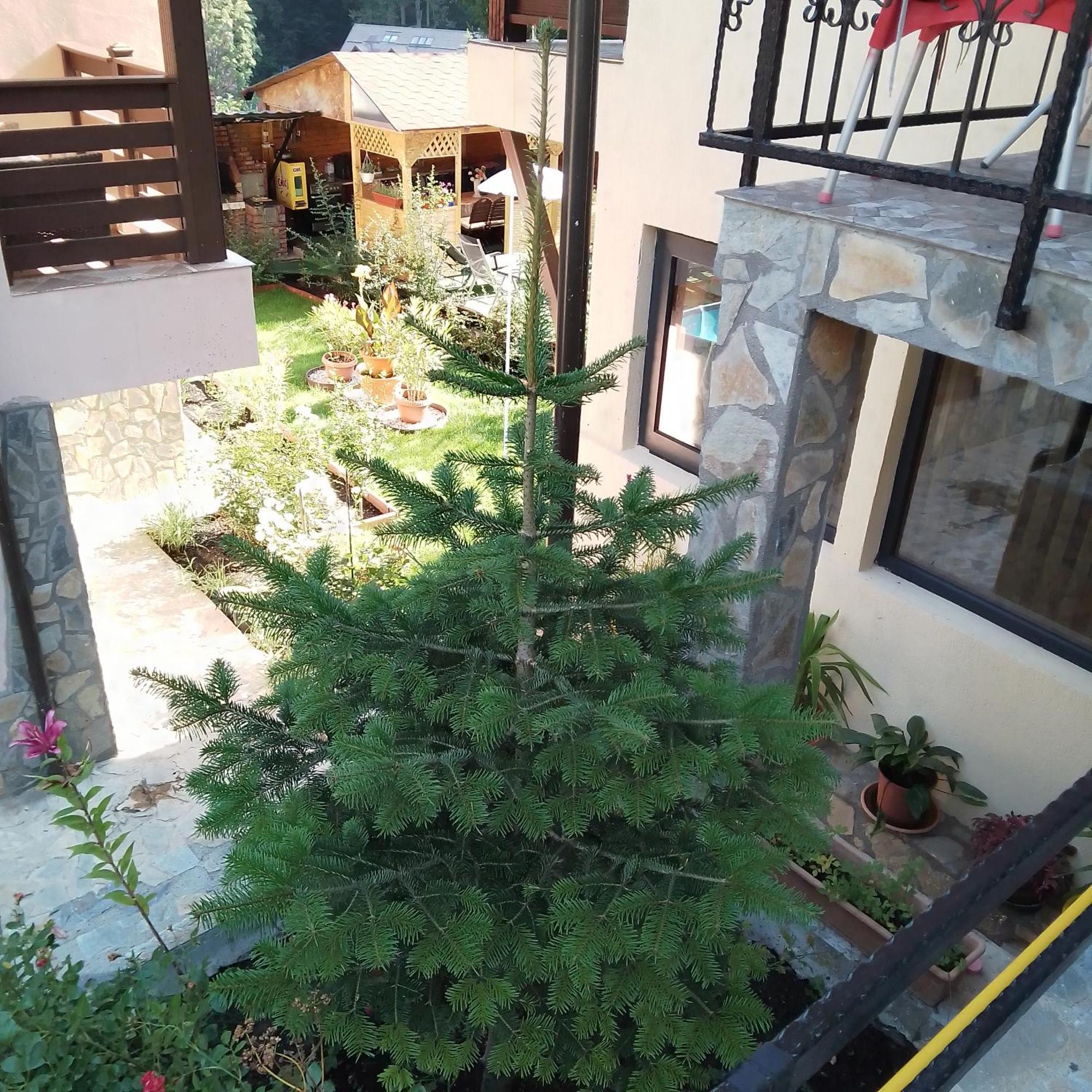 Casa Nicolas Buşteni エクステリア 写真