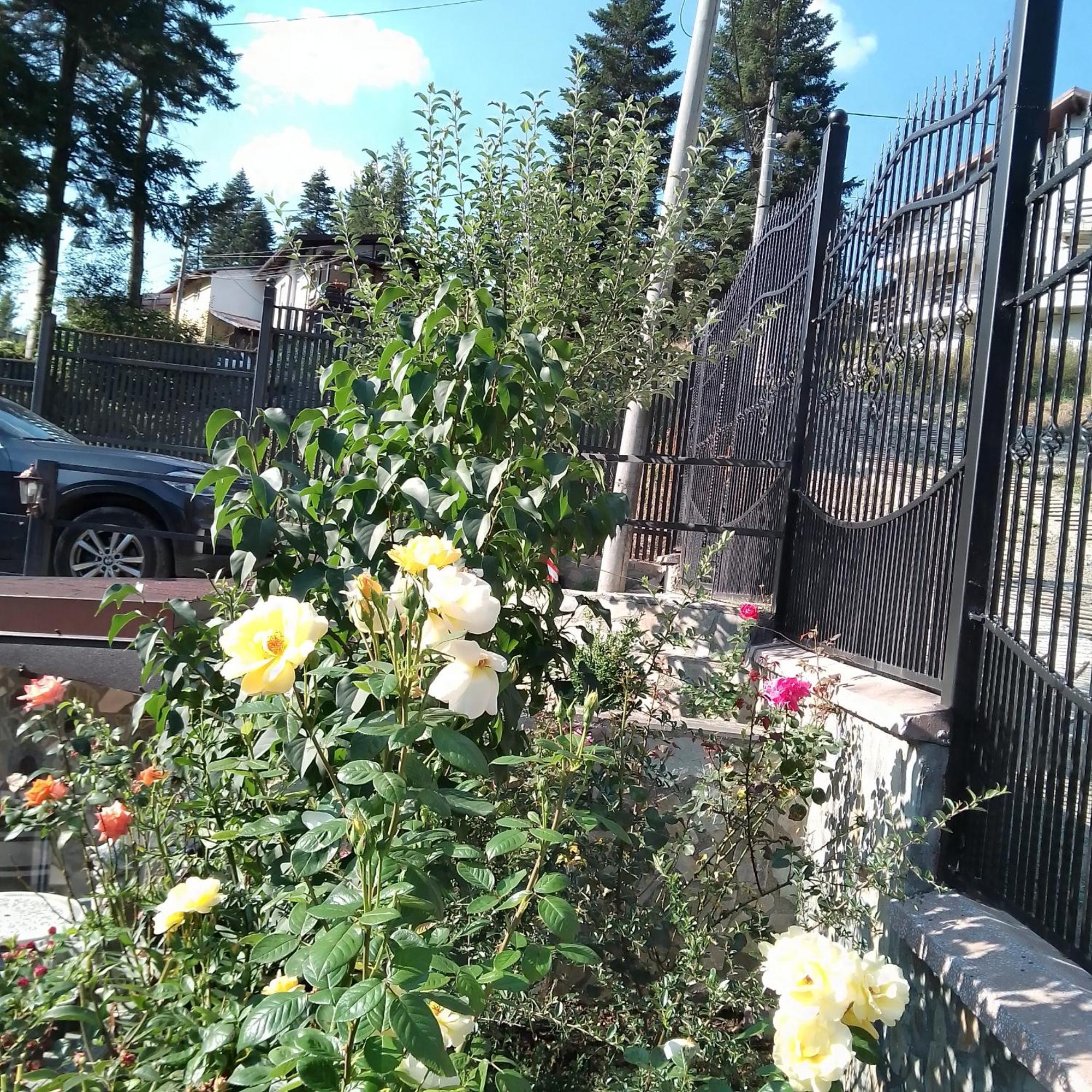 Casa Nicolas Buşteni エクステリア 写真